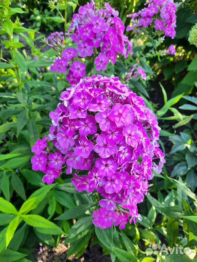 Флокс,лилейник,хоста,живучка,ирис