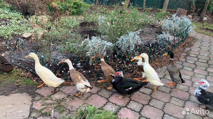 Утята индийский бегунок