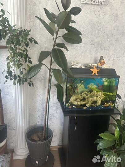 Фикус каучуконосный большой