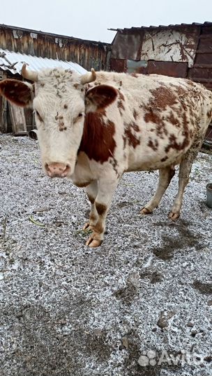 Продам крс,3 года пер-ка 70 т.р