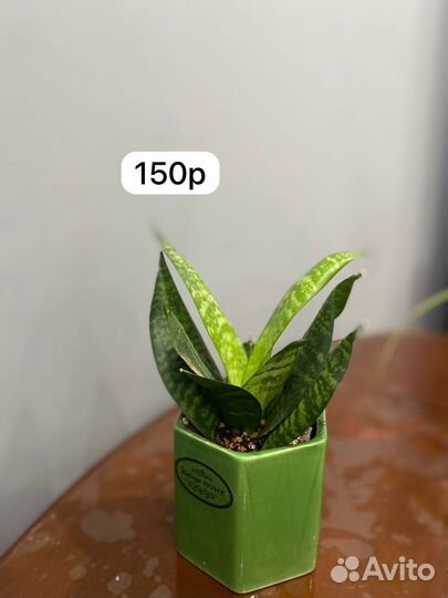 Комнатные растения