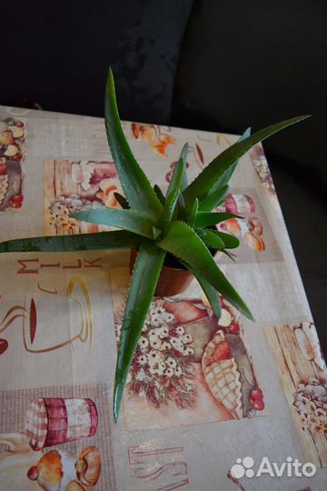 Алое, Хлорофитум, Решки