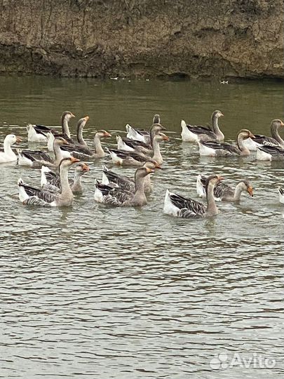 Холмогорские гуси