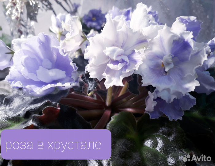 Фиалки сортовые