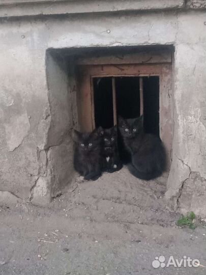 Котята в добрые руки