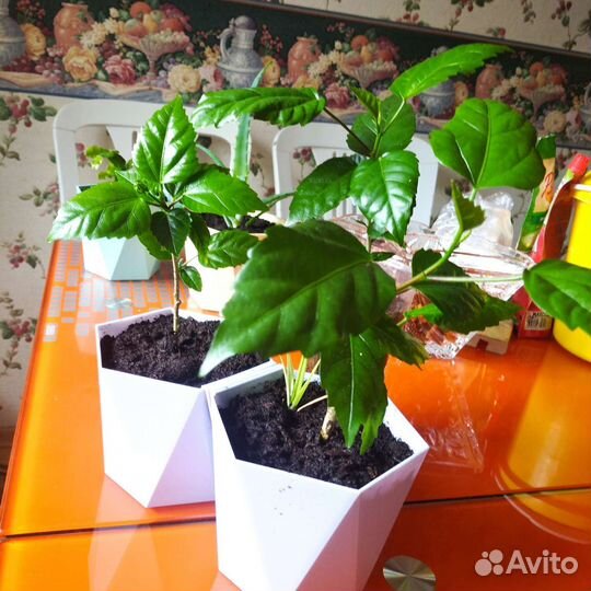 Китайская роза. Гибус