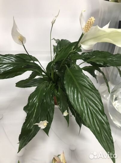 Антуриумы и другие комнатные цветы