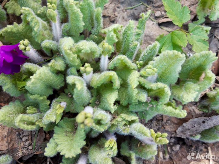 Черемша,лимонник,цветы