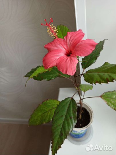 Гибискус китайская роза