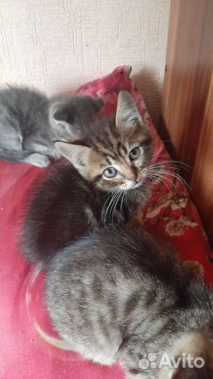 Вислоухие коты бесплатно