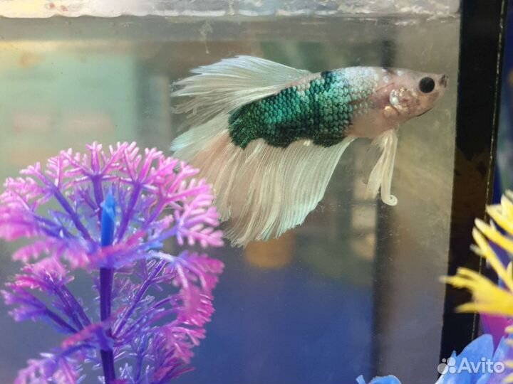 Аквариумные рыбы Петрушки и Курочки