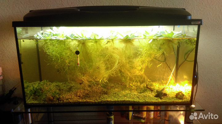 Аквариум. Рыбки. Растения