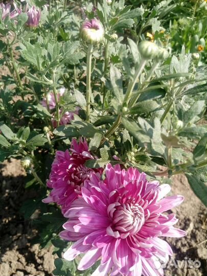 Хризантемы