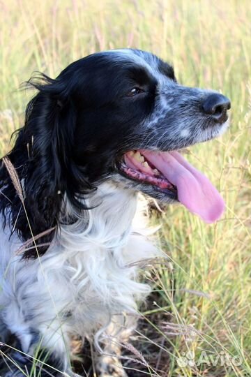 Русский охотничий спаниель (вязка)