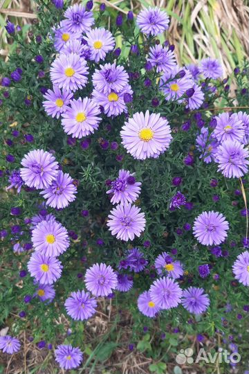Сентябринки/Октябринки (многолетние Астры)