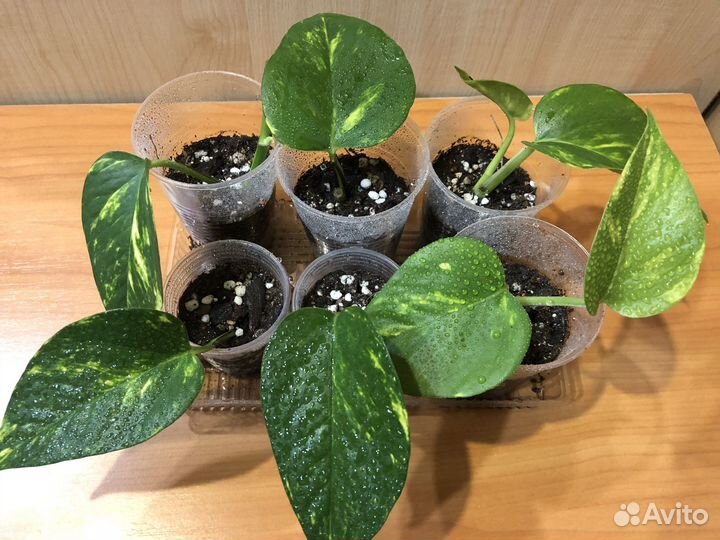 Сциндапсусы/ эпипремнумы