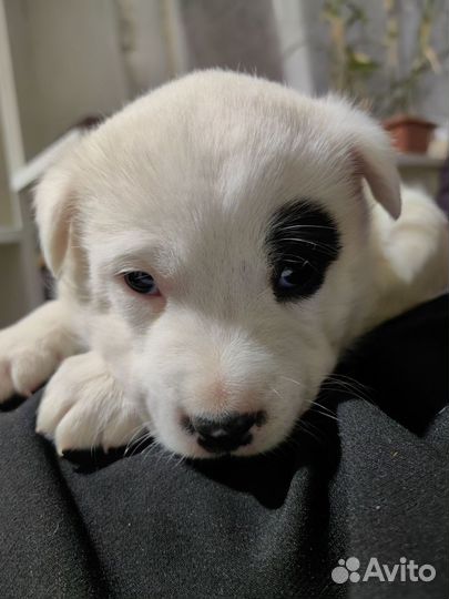 Щенки Лайки