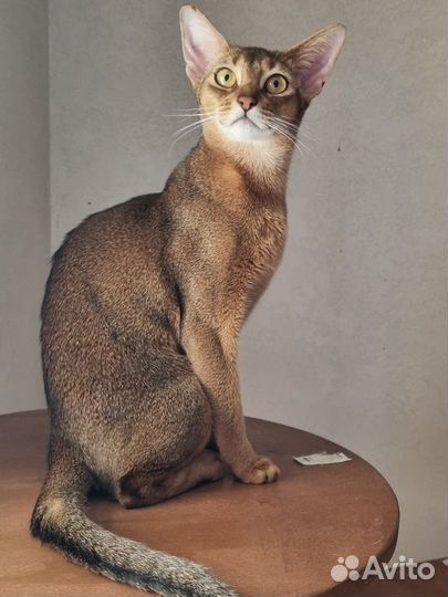 Абиссинская кошка
