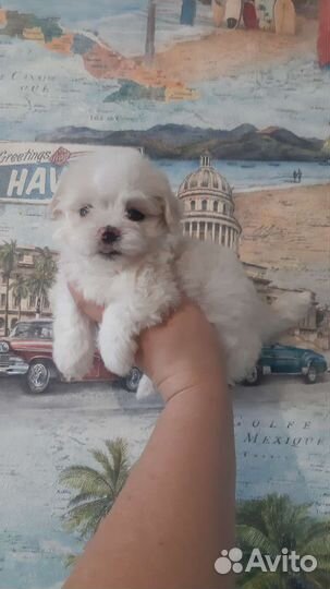 Мальтипу мини