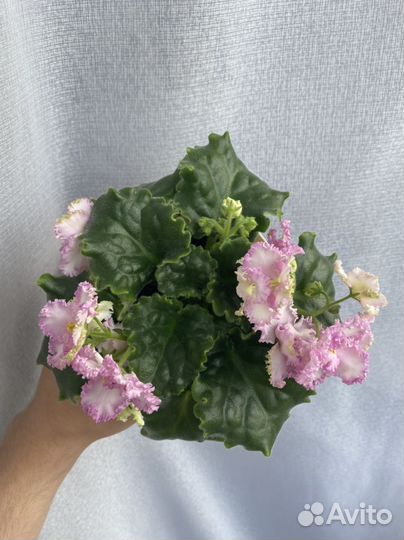 Фиалка на заказ стартеры