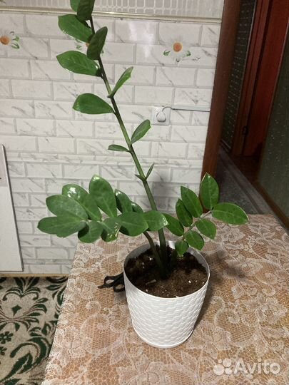 Продаются комнатные растения