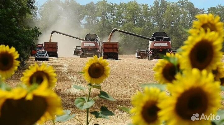 Ищу инвестора в сделки с зерном. От 70 годовых