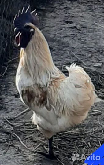 Цыплята, гергебильские, лакендази