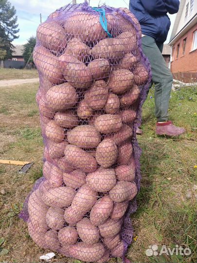 Продам картофель оптом