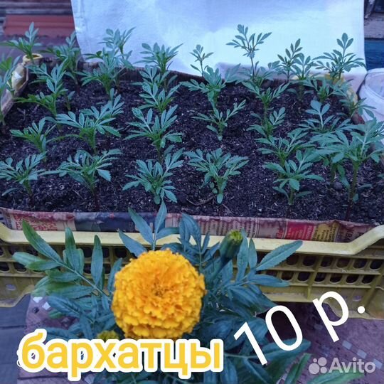 Рассада цветы