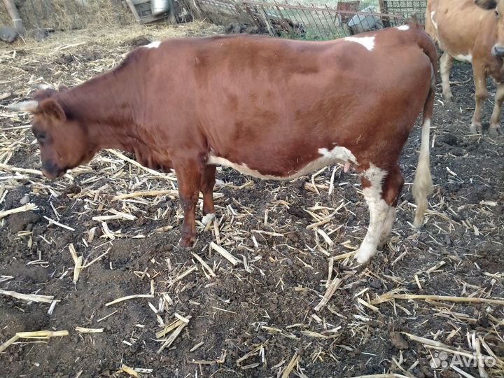 Телки стельные