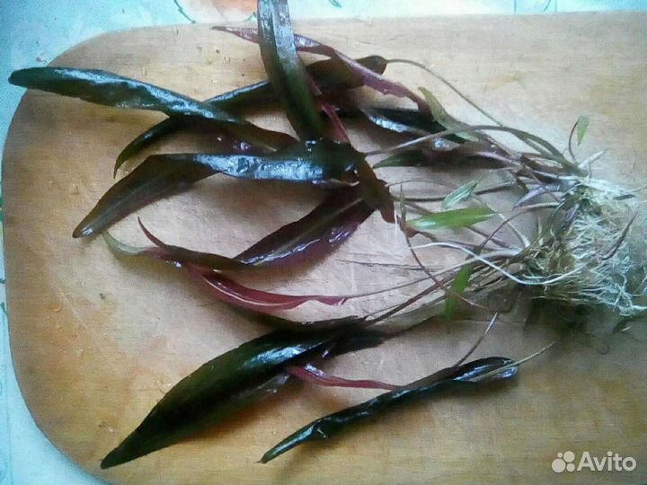 Криптокарина Коричневая Вендта