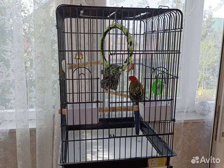 Попугай Розелла