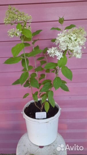 Гортензия метельчатая Полярный медведь(Polar Bear)