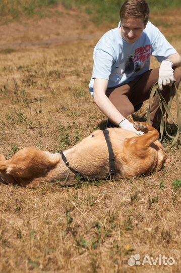 Очень добрая, ласковая собака из приюта