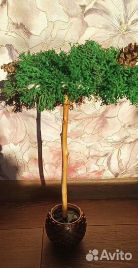 Стабилизированный мох дерево