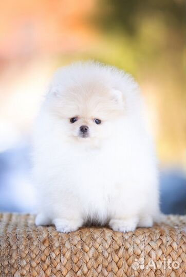 Померанский шпиц медвежьего типа