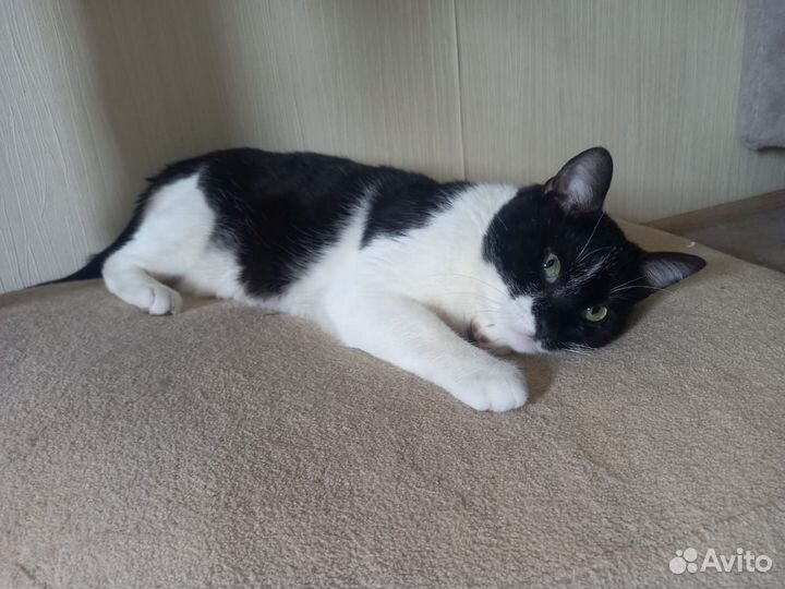 Замечательный котик Сёма