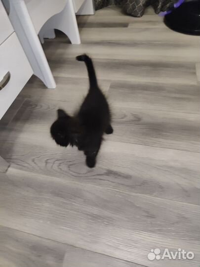 Черный котенок