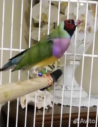 Амадин гульда