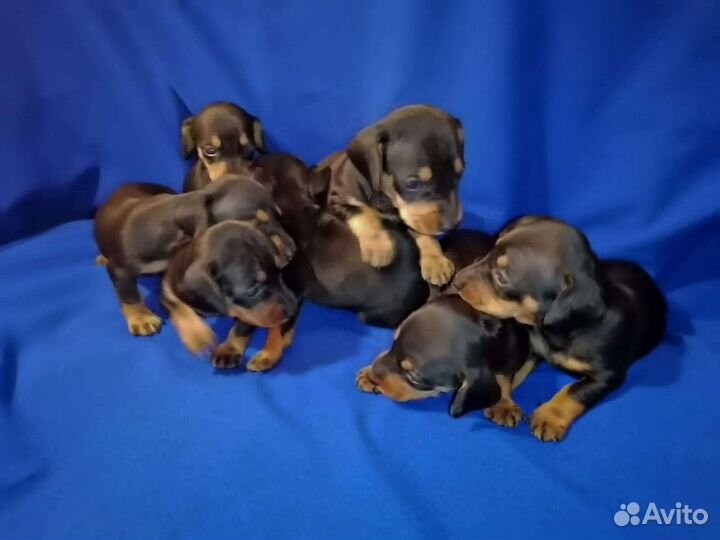 Щенки таксы