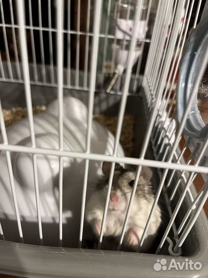 Джунгарский хомяк с клеткой