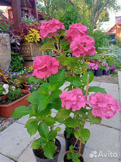 Гортензия крупнолистная Марс