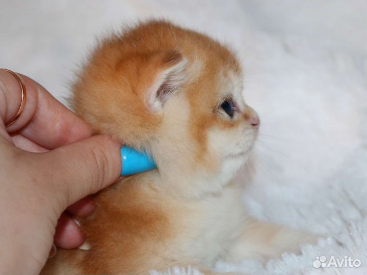 Котята золотые британские шиншилы и голубое золото