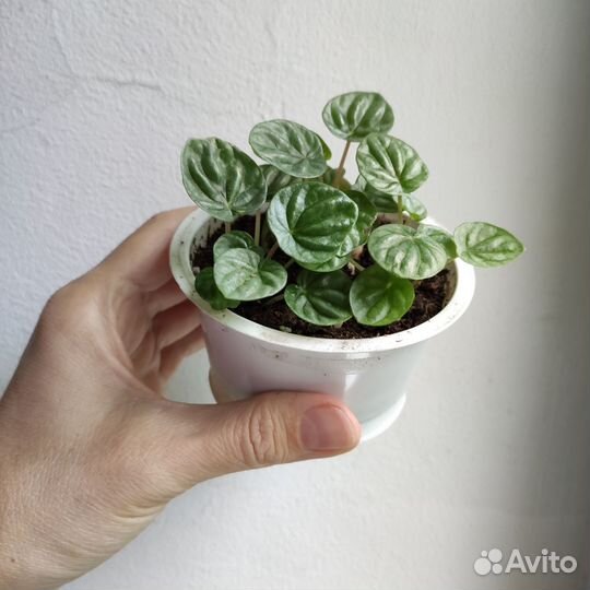 Комнатные растения