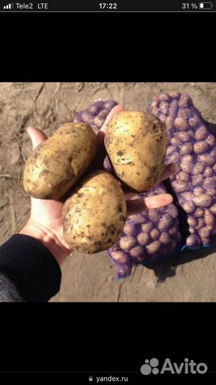 Продам картофель