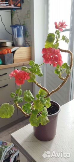 Пеларгония герань