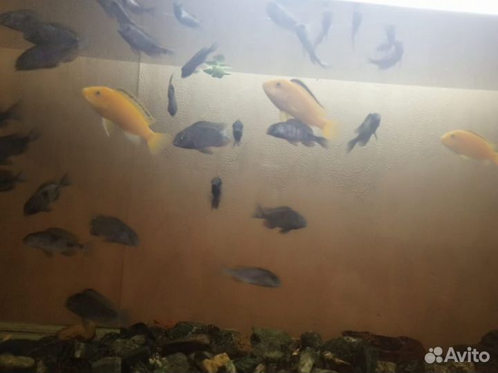 Аквариум с рыбками