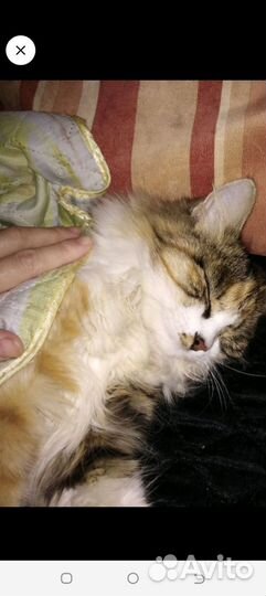 Передержка животных - домашняя зооняня