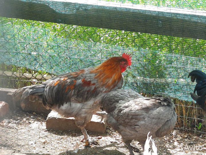 Молодые петухи Мараны