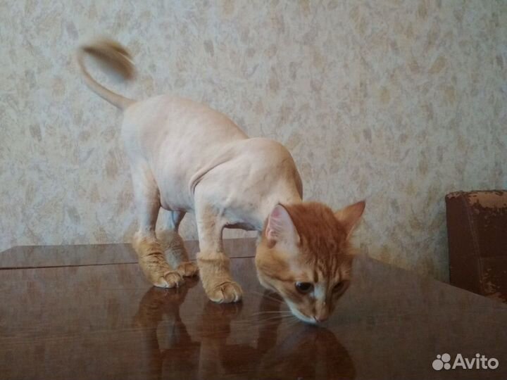 Стрижка кошек,вакцинация,кастрация,ветеринарный вр